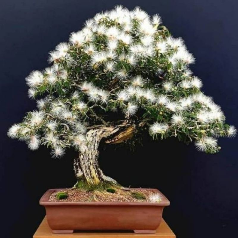 BONSAI KALIANDRA BUNGA PUTIH LANGKA//BAHAN BONSAI DONGKELAN PILIHAN PROSPEK