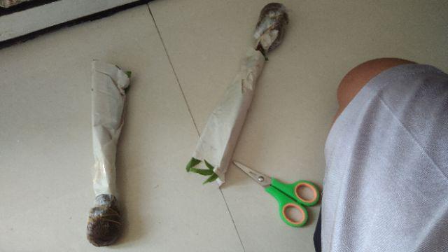 Tanaman Herbal & Pelengkap Masakan/pemanis Alami Daun Bibit Stevia