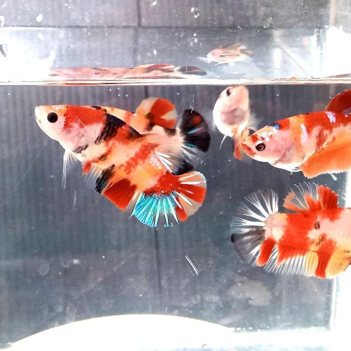 Promo Cupang Nemo Galaxy Female Indukan