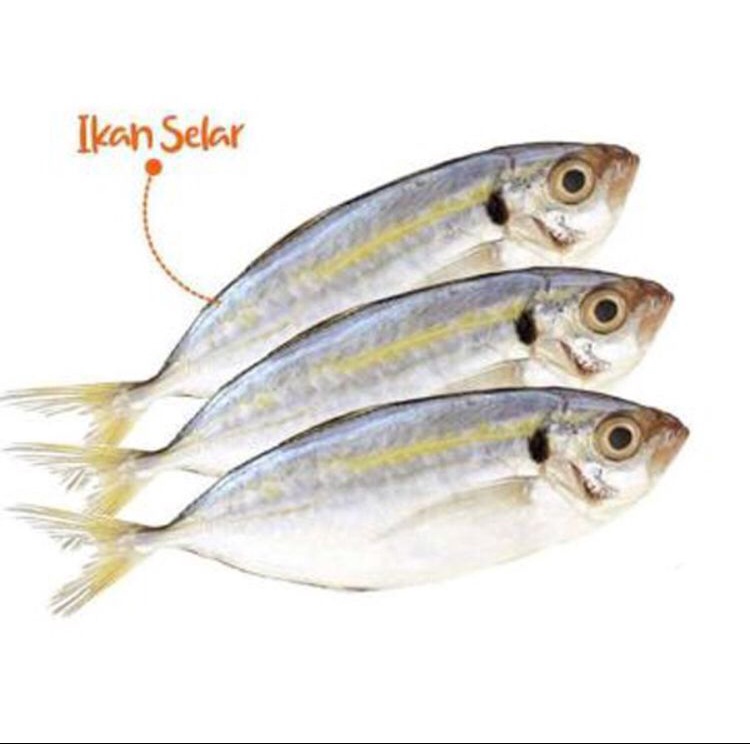

Ikan Selar 500 Gram