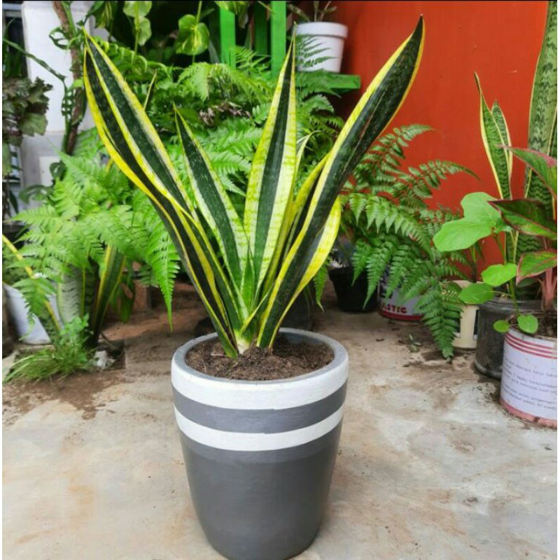 promo termurah sansivera black gold/snake plant/lidah mertua black gold