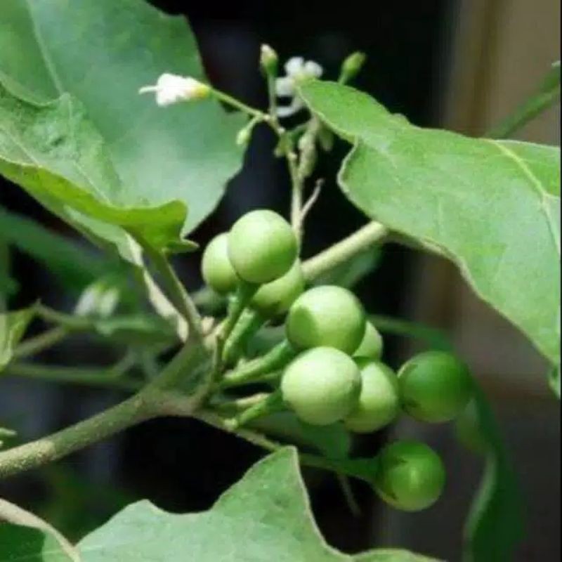 BUAH TEKOKAK | BUAH CEPOKAK SEGAR 100 GRAM