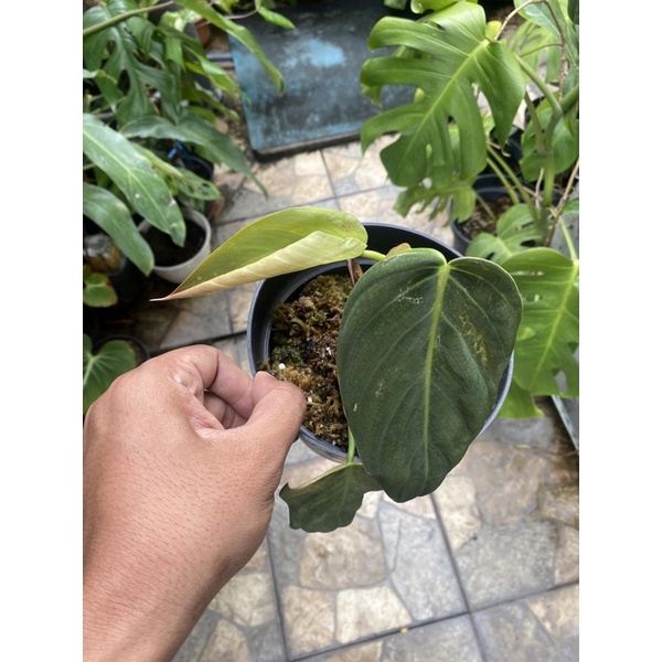 philodendron gigas