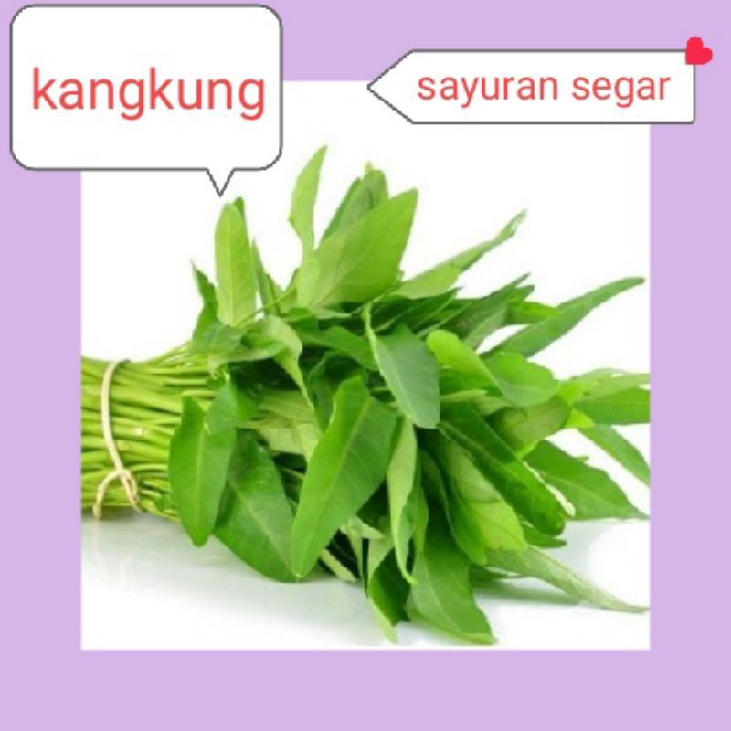 

KANGKUNG