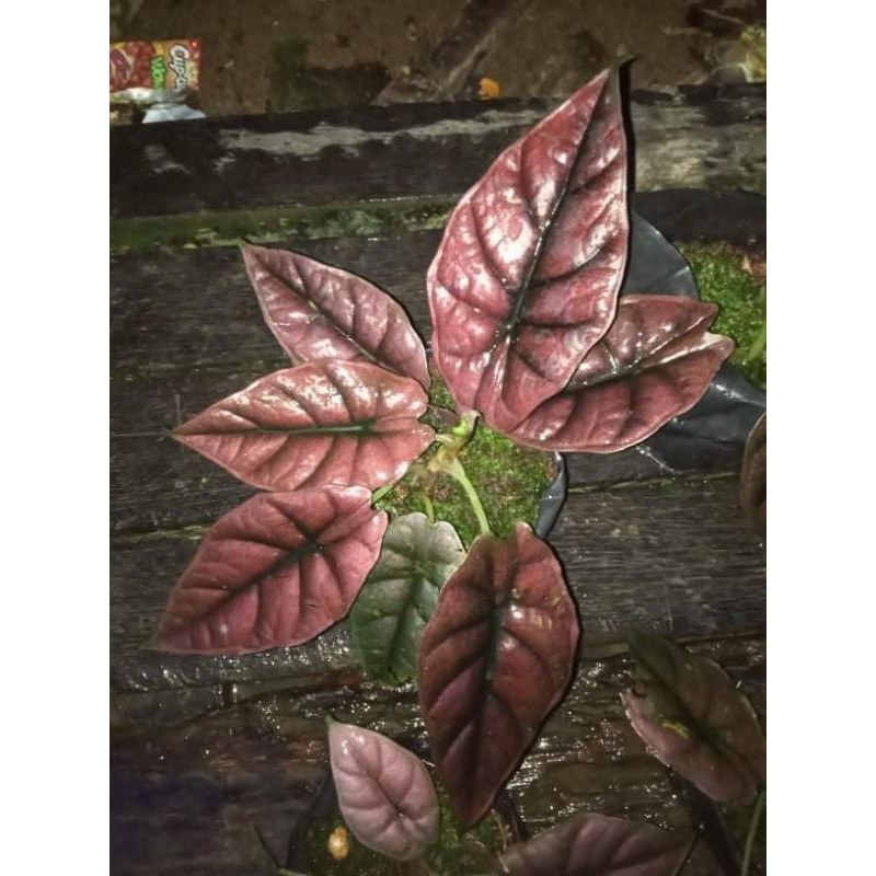 alocasia infernalis/anakan