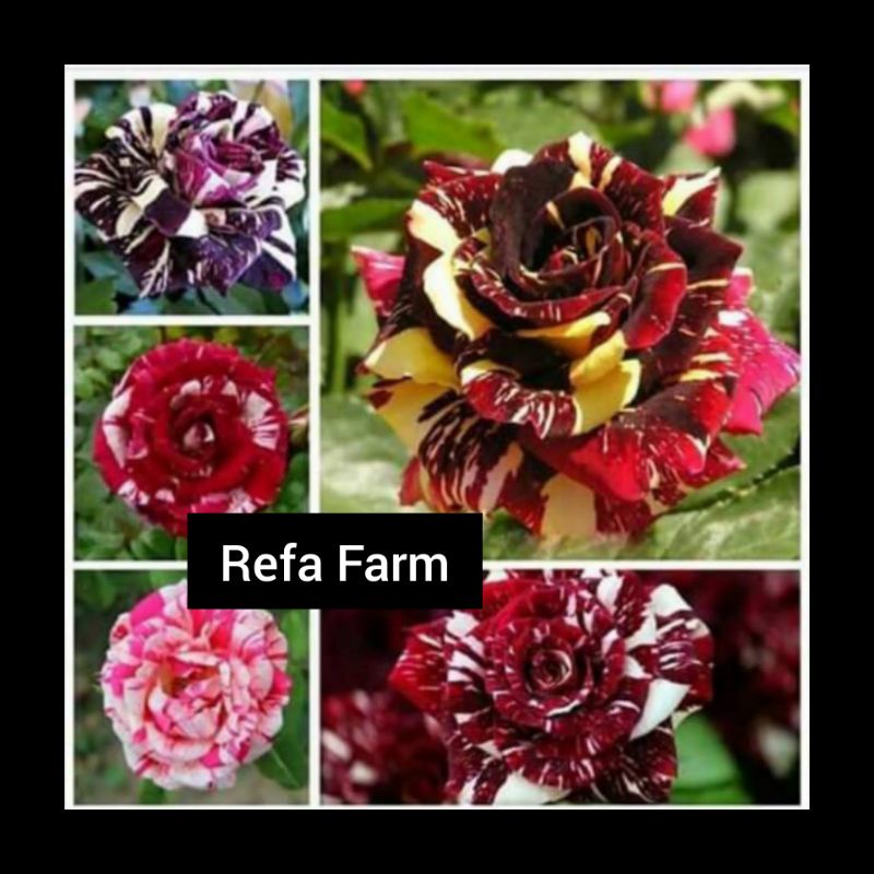 Biji Benih Tanaman 20 Bunga Mawar Batik Hias F1 Import / Benih Unik / Benih Hias Batik