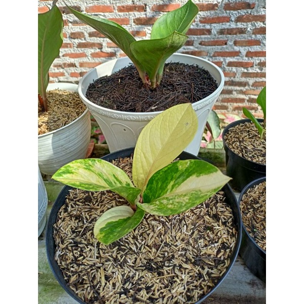 Anthurium jemani mangkok tornado