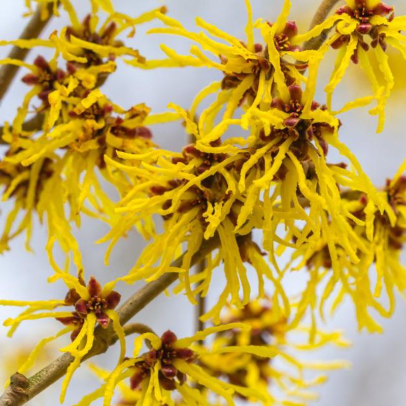 Witch Hazel Extract / Witch Hazel Ekstrak 1 Liter