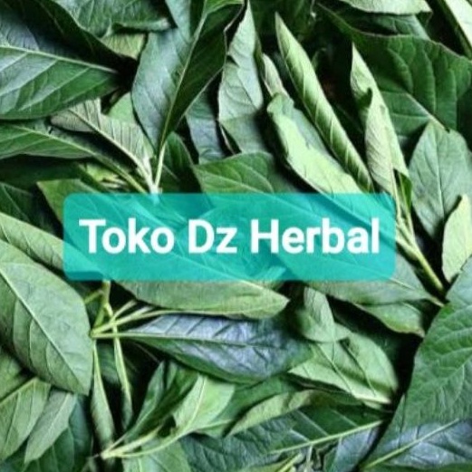 

Petik langsung daun afrika selatan segar isi 70 lembar BONUS 1 Batang bibit-az