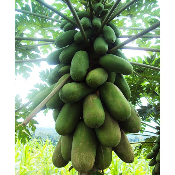 15 benih Pepaya Calina (IPB 9)