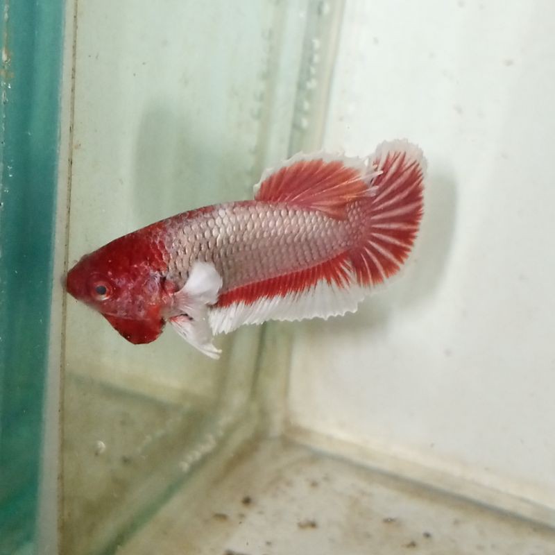 IkanCupangDumboEarLavender