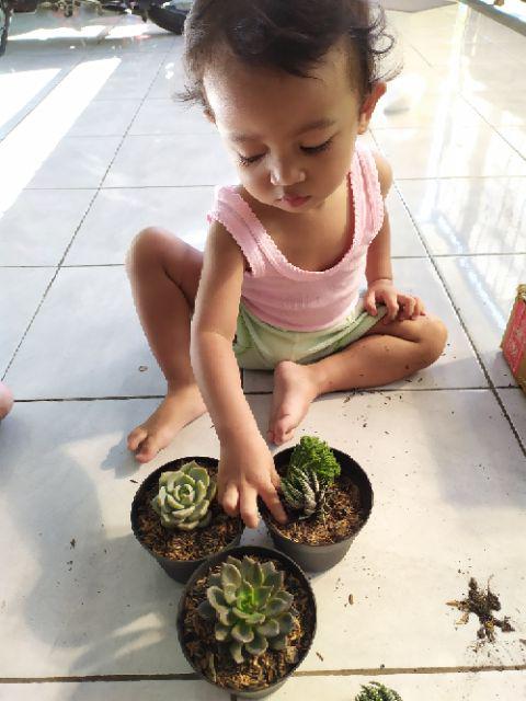 Sukulen Murah Dan Hemat Dengan Berbagai Macam Variant Sudah Termasuk Pot 10cm