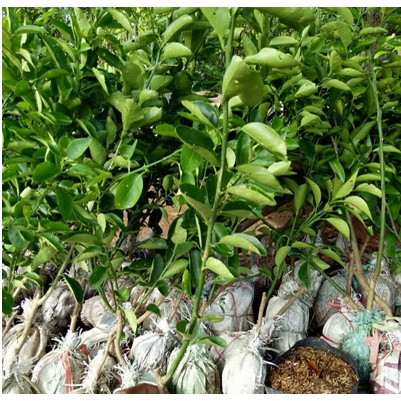 Jual Bibit Jeruk Santang Madu Hijau