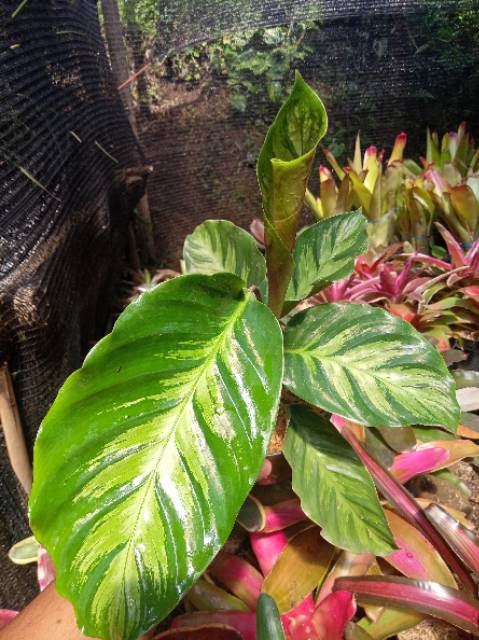 Tanaman hias calathea intratuin