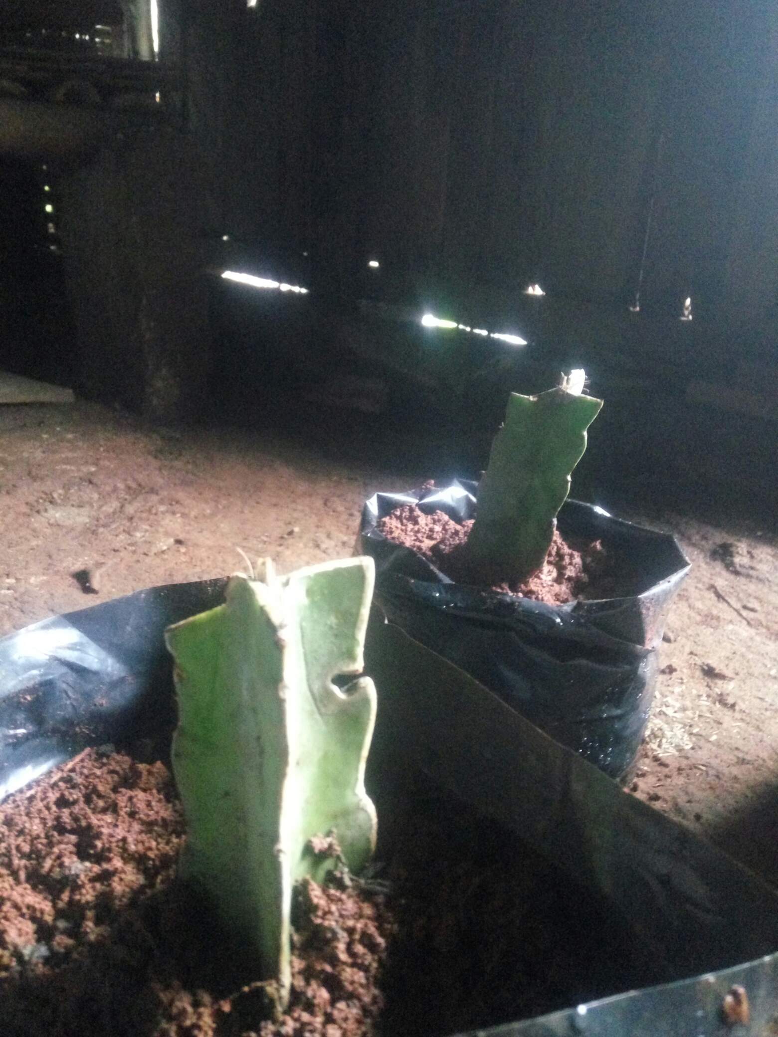 K0i Tanaman Bibit Buah Naga Orange