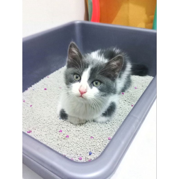 Kucing Mixdome Persia Lokal