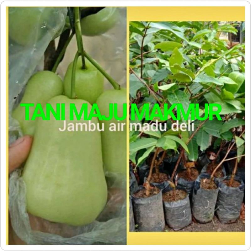 BIBIT JAMBU AIR MADU DELHI PUTIH
