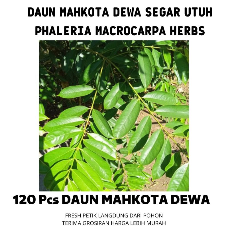 

DAUN MAHKOTA DEWA SEGAR di PETIK LANGSUNG FRESH Herbal alami asli DARI KEBUN PETANI
