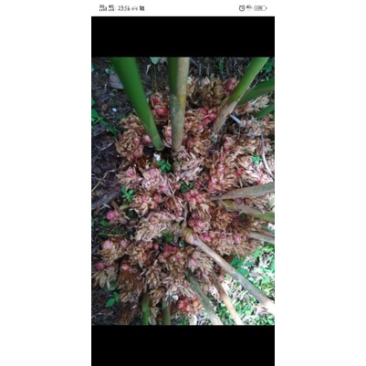 kapulaga bibit + buah kapulaga segar