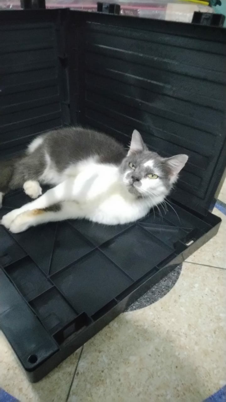 Lemari Plastik Lemari Pakaian Polos 4 Susun Promo Diskon Gede Termurah!!