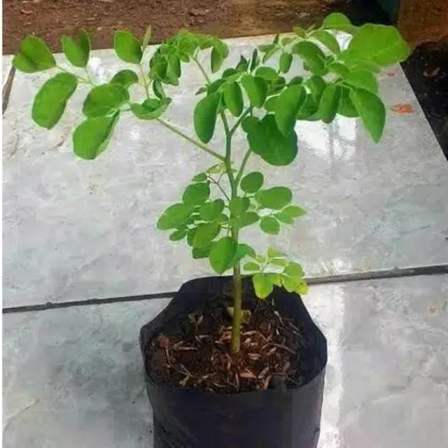 Tanaman Daun Kelor - moringa oleifera
