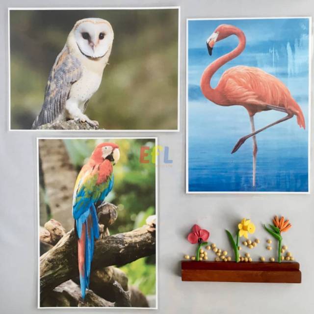 

Kartu gambar besar hewan Montessori