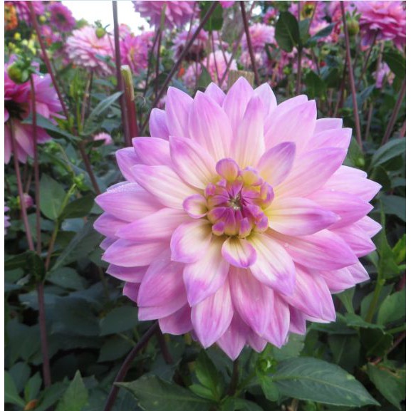 Benih DAHLIA SUGAR Biji Bunga