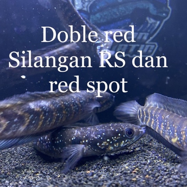 doble red premium  dan ws full soot size 13-15 cm size dan red full spot taiwan 7-9 cm