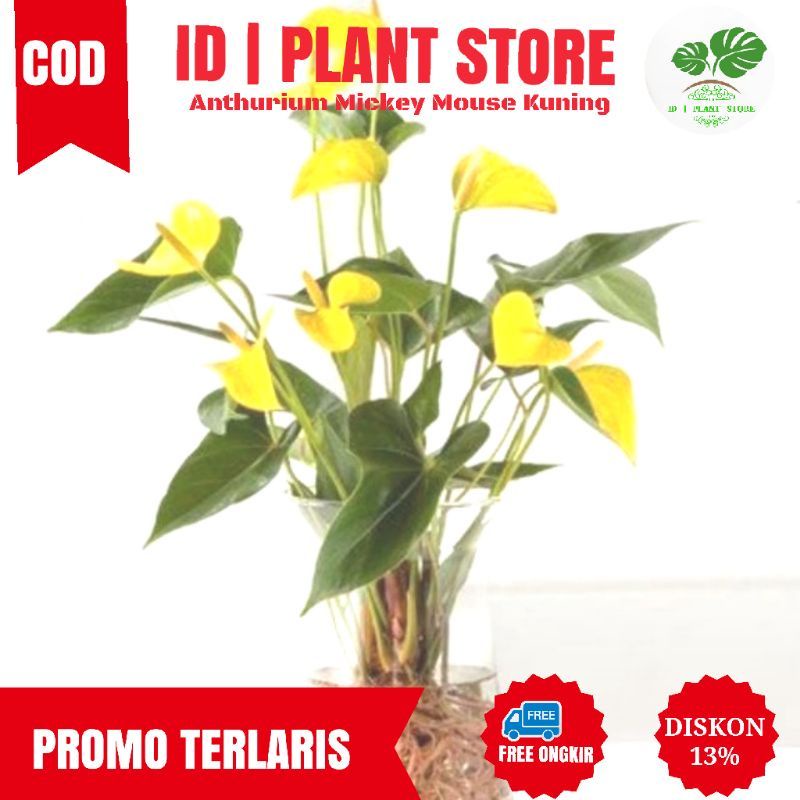 Tanaman Hias Anthurium Mickey Mouse Kuning - Anthurium Mickey Mouse Bu