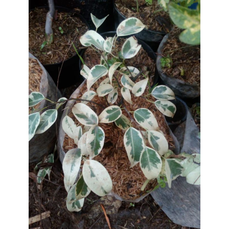 beringin varigata /beringin bule