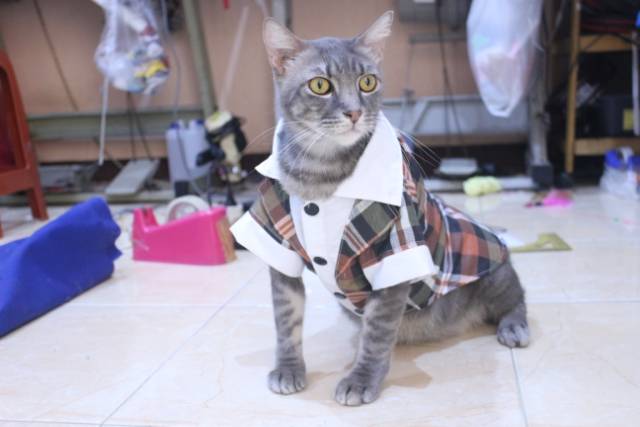 Tuxedo tanpa dasi motif kotak-kotak coklat lucu untuk kucing &amp; anjing / baju kucing murah size S-XL