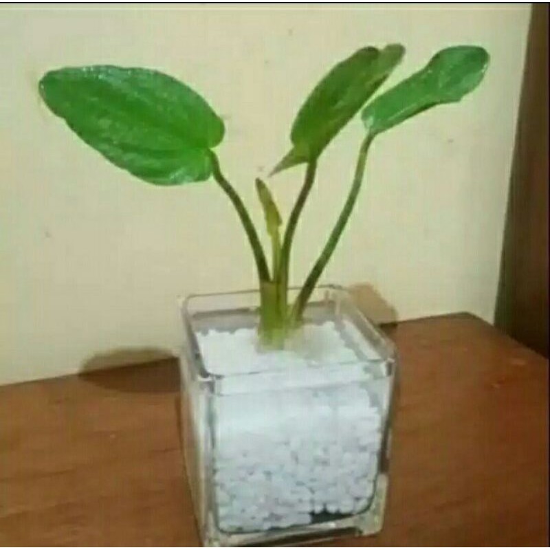 

Melati air