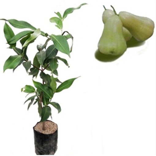 Bibit jambu air super green