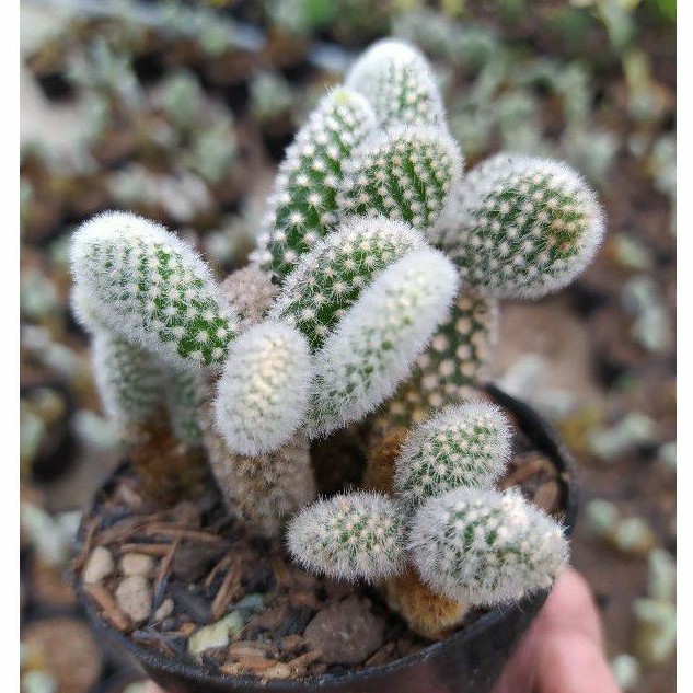 kaktus miki duri putih ownroot