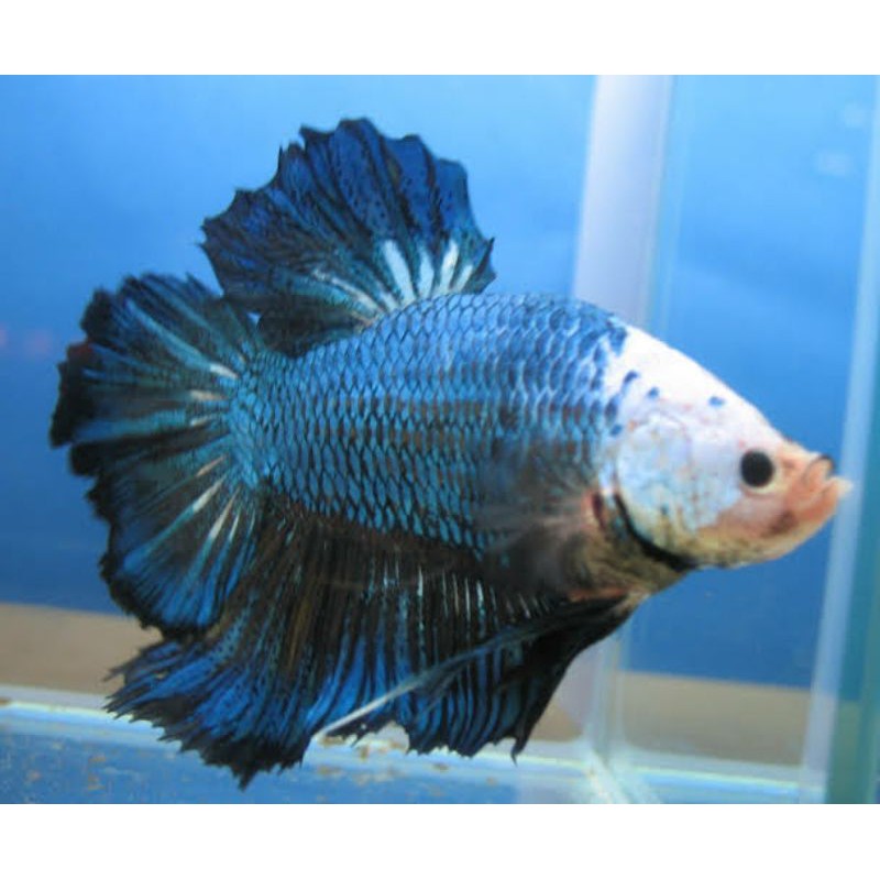 ikan cupang giant murah