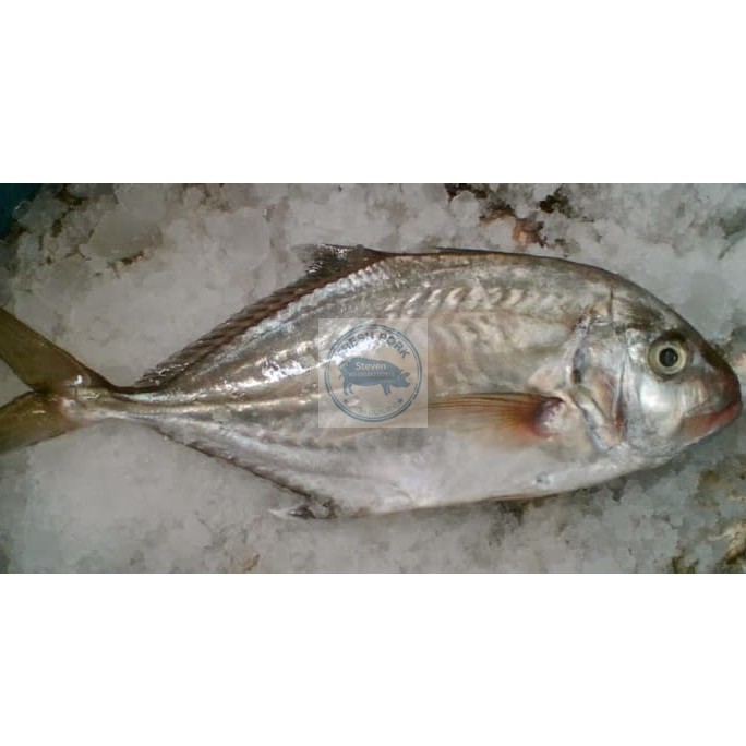 

IKAN KUWE SEGAR - FRESH GIANT TREVALLY FISH