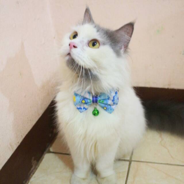 Dasi kupu-kupu lucu biru butterfly murah bowtie imut size kitten adult