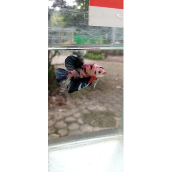 ikan cupang nemo galaxy