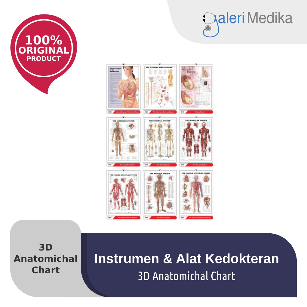 3D Anatomical Chart / Bagan Anatomi Medis