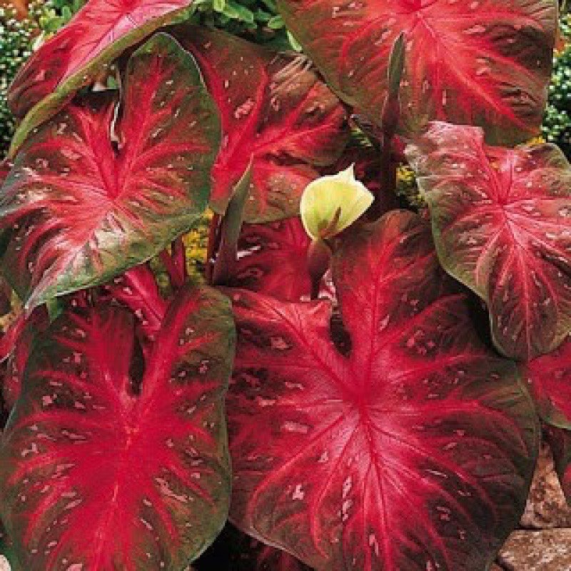 umbi keladi hias // keladi cantik // keladi murah Gardenfarm