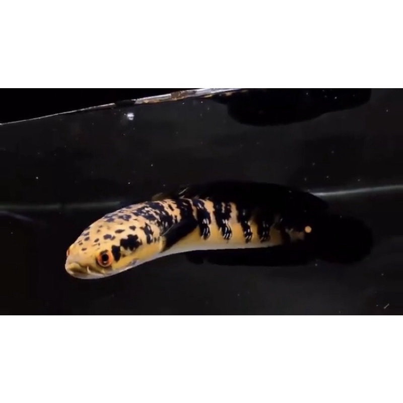 Channa maru YS Sortiran size 7-8 bahan progresan Ajib grade A++