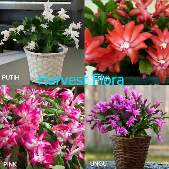 asli paket 4 tanaman wijaya kusuma kepiting merah - putih - Pink termurah dan terlaris