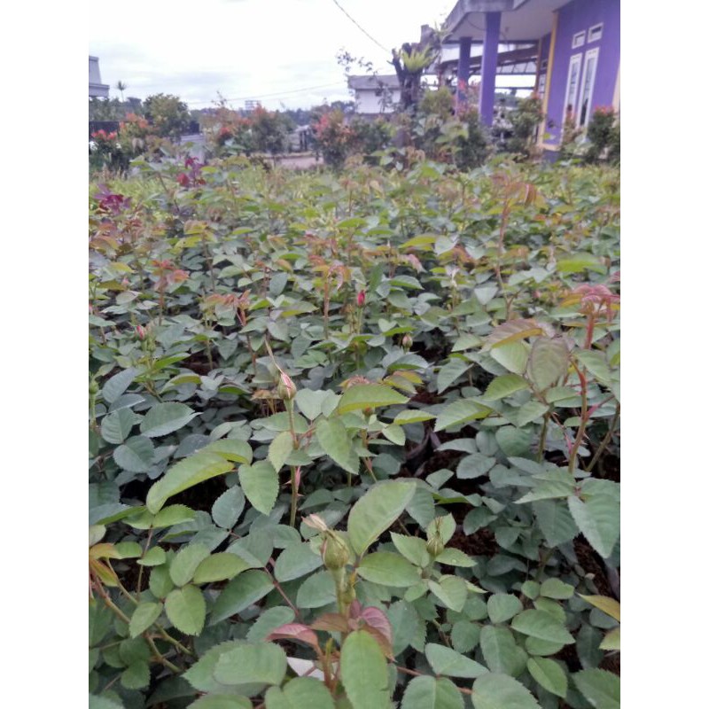 Bibit Mawar Import ( DAMASCENA )