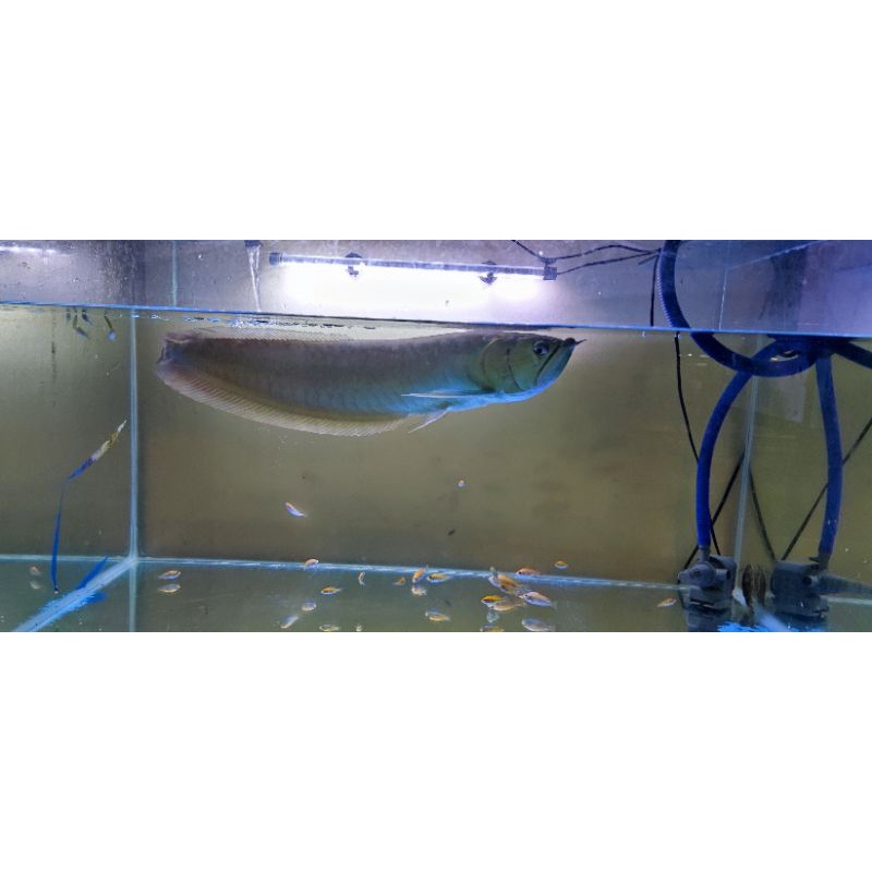 arwana arowana silver brazil 60 cm