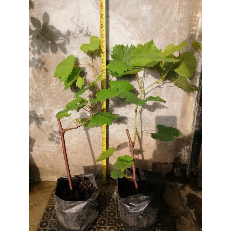 Bibit Anggur Rootstock Criolla Negra (CN)