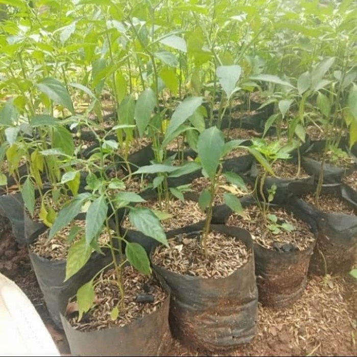 Pohon Cabe Keriting - Bibit Tanaman Pohon Cabe Kriting