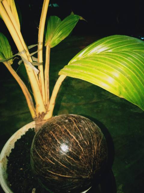Jual Bonsai Kelapa Full Bonsai Bonsai Kelapa Unik Khusus Gojek Shopee Indonesia
