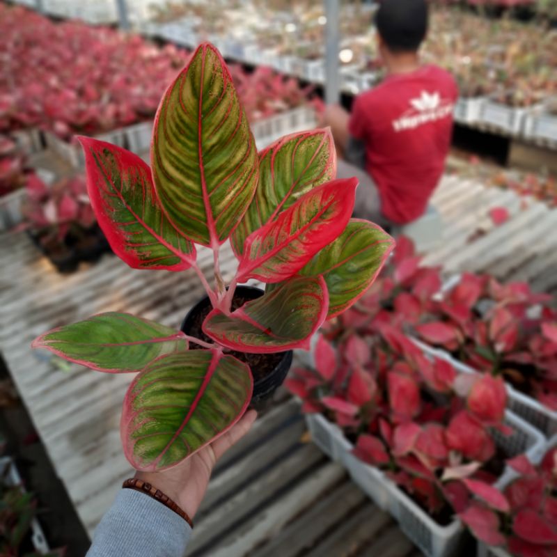 aglaonema khanza / tanaman hias aglonema khanza