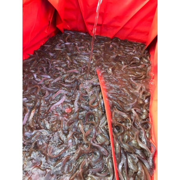 

Bibit Ikan Lele ukuran (12-13 cm)