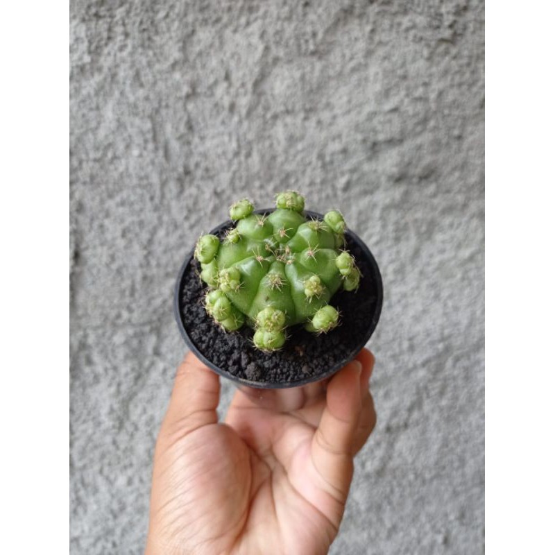 gymno damsii green